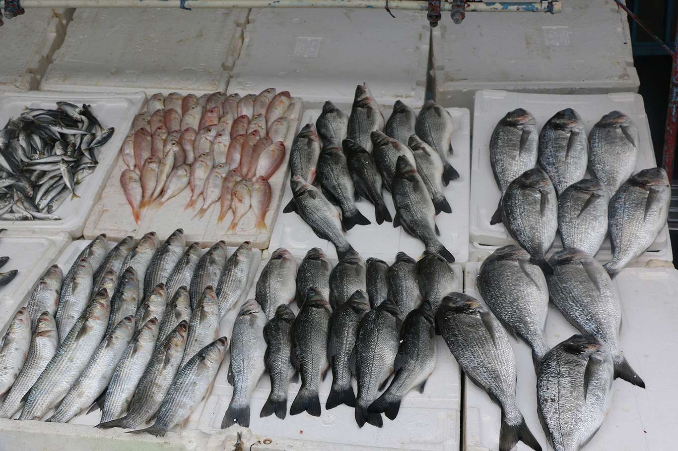 Alıcı ve satıcılar balık fiyatlarından memnun